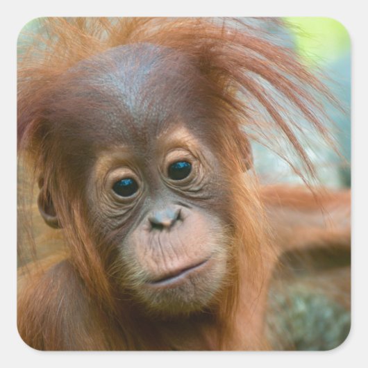 Sticker Carré Bébé mignon Orangutan vue droit devant (Devant)