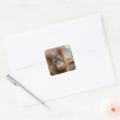 Sticker Carré Bébé mignon Orangutan vue droit devant (Enveloppe)