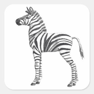 Sticker Carré Bébé mignon Zebra Dessin