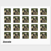 Sticker Carré Bébé panda géant (Feuille)