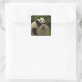 Sticker Carré Bébé panda géant (Sac)