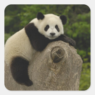 Sticker Carré Bébé panda géant