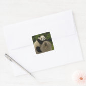 Sticker Carré Bébé panda géant (Enveloppe)