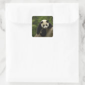 Sticker Carré Bébé panda géant (Sac)