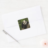 Sticker Carré Bébé panda géant (Enveloppe)