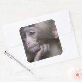 Sticker Carré Bébé singe (Enveloppe)