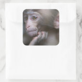 Sticker Carré Bébé singe (Sac)