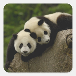 Sticker Carré Bébés pandas géants (Ailuropoda melanoleuca)