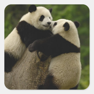Sticker Carré Bébés pandas géants (Ailuropoda melanoleuca)