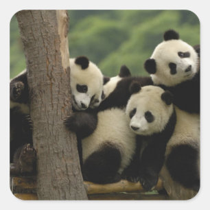 Sticker Carré Bébés pandas géants (Ailuropoda melanoleuca)