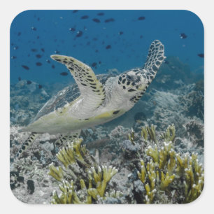 Sticker Carré Bécasseau à Hawksbill La natation de la tortue mar