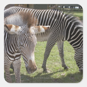 Sticker Carré Bedfordshire, Angleterre