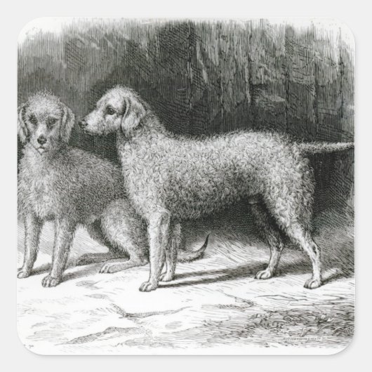 Sticker Carré Bedlington Terriers- M. F. Armstrong (Devant)