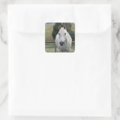 Sticker Carré Belle Appaloosa Cheval Blanc (Sac)