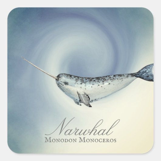 Sticker Carré Belle baleine Narwhal, Monodon Monoceros (Devant)