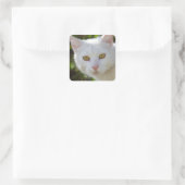 Sticker Carré Belle Chat Blanc (Sac)