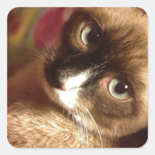 Sticker Carré Belle Chat Brown