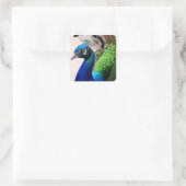 Sticker Carré Belle couleur Peacock Paon Bird faune (Sac)