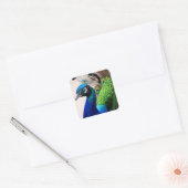 Sticker Carré Belle couleur Peacock Paon Bird faune (Enveloppe)