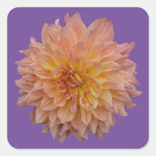 Sticker Carré Belle dahlia orange