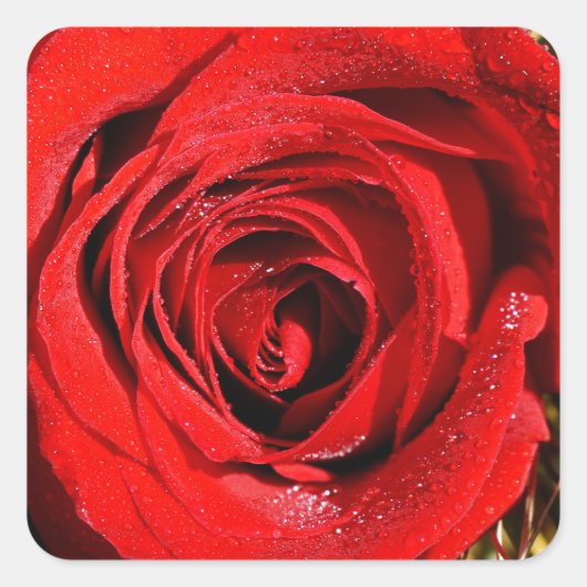 Sticker Carré Belle photo de rose rouge (Devant)
