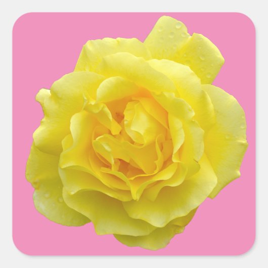 Sticker Carré Belle rose jaune (Devant)
