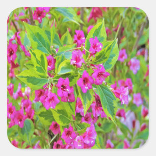 Sticker Carré Belle Weigela verte avec des fleurs de Crimson