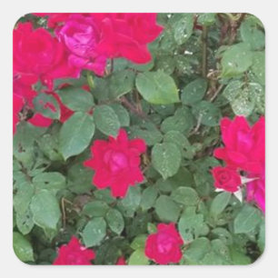 Sticker Carré Belles Fleurs