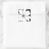 Sticker Carré Belles Fleurs de Clematis Blanches (Sac)