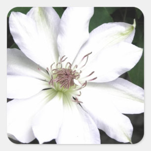 Sticker Carré Belles Fleurs de Clematis Blanches