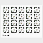 Sticker Carré Belles Fleurs de Clematis Blanches (Feuille)