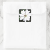 Sticker Carré Belles Fleurs de Clematis Blanches (Sac)
