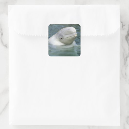 Sticker Carré Béluga, Delphinapterus leucas) (Sac)