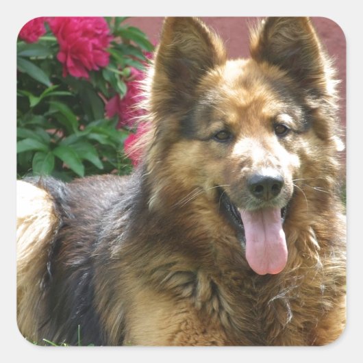 Sticker Carré Berger allemand Longhair (Devant)