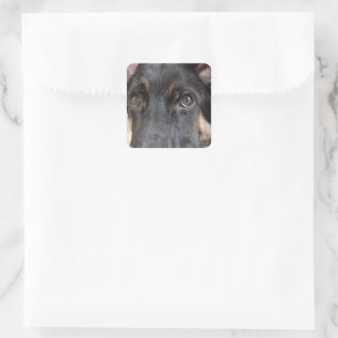 Sticker Carré berger allemand par Shirley Taylor
