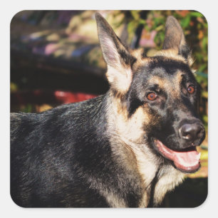 Sticker Carré berger allemand par Shirley Taylor