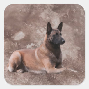 Sticker Carré Berger belge de Malinois - Mechelaar