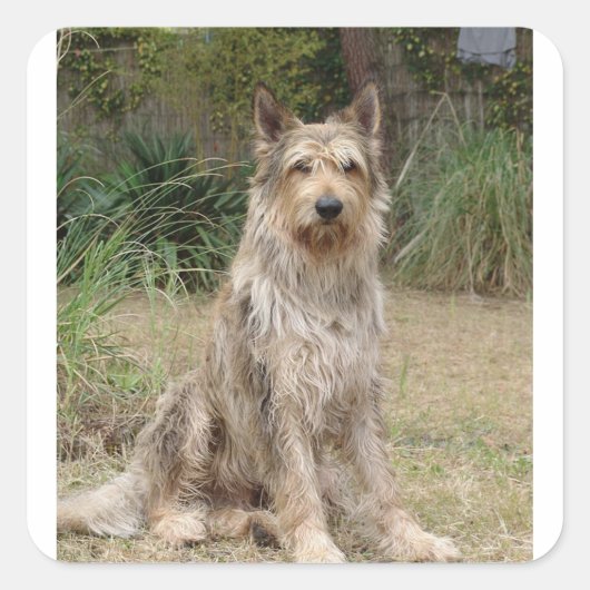 Sticker Carré Berger_Picard assis 2 (Devant)