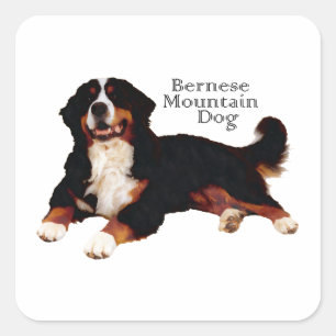Sticker Carré BERNESE Mt. Dog