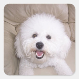 Sticker Carré Bichon Frise