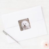 Sticker Carré Bichon Frise (Enveloppe)