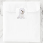 Sticker Carré Bichon Frise (A) (Sac)