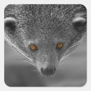 Sticker Carré Binturong Vous Regardant