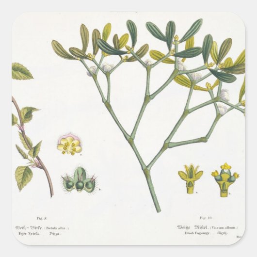 Sticker Carré Birch (à gauche) et Mistletoe (à droite), fig. 9 e (Devant)