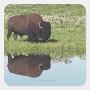 Sticker Carré Bison (bison de bison) sur le pré herbeux