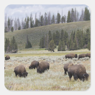 Sticker Carré Bison dans la vallée Hayden de Yellowstone