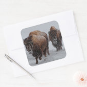Sticker Carré Bison de Yellowstone (Enveloppe)