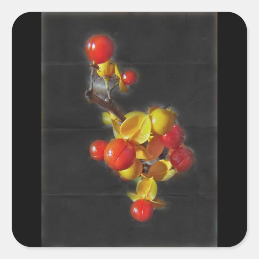 Sticker Carré Bittersweet Berries - Beauté d'automne (Devant)