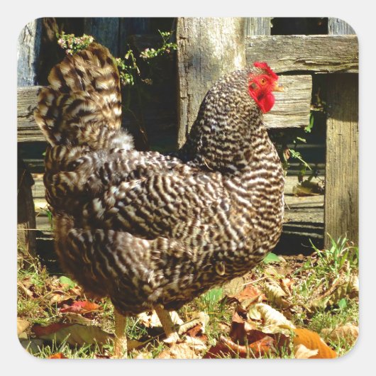 Sticker Carré Black and white chicken (Devant)