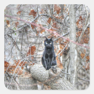 Sticker Carré Black Cat Sitting Outdoors